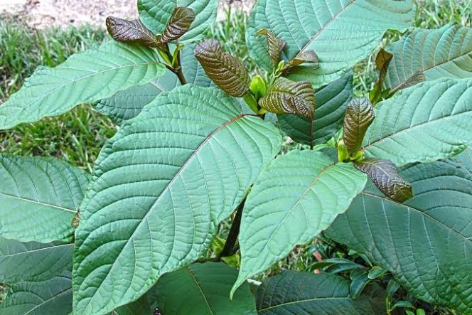 
 Kratom: Daun ‘Surga’ dari Indonesia yang Laris Manis di Pasar Amerika